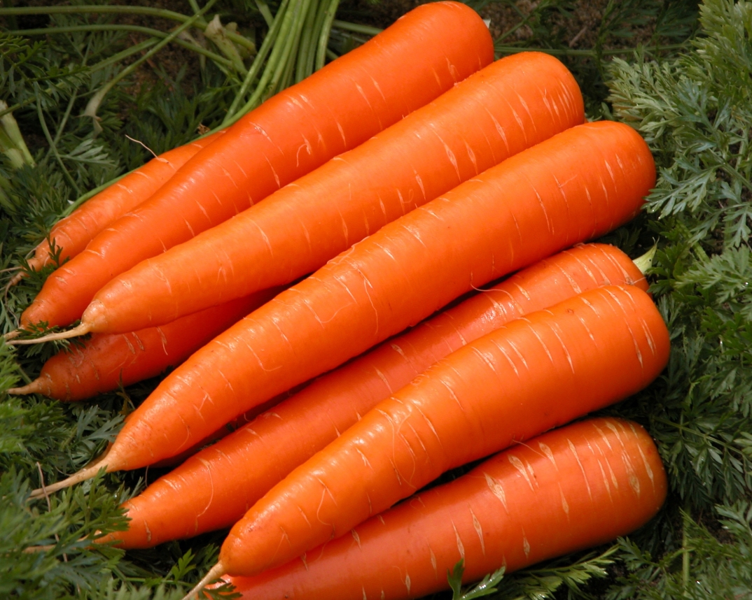 Carrot